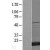 Western Blot: Superoxide Dismutase 1 Lysate [NBL1-16332] - Western Blot experiments. 
Left-Control; Right -Over-expression Lysate for SOD1